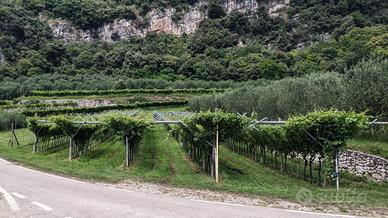 Vigneto Nago-Torbole