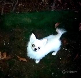 Chihuahua cucciolo