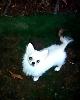 Chihuahua cucciolo