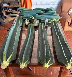 Apple cactus gigante