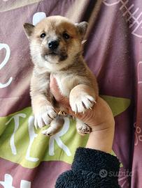 Shiba Inu pedigree Enci