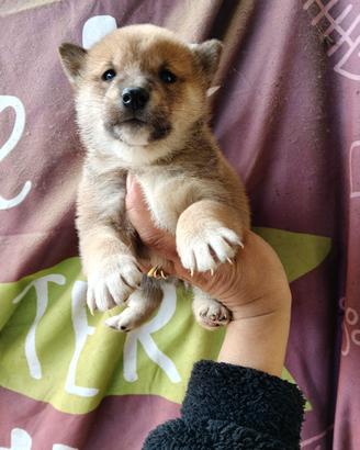 Shiba Inu pedigree Enci