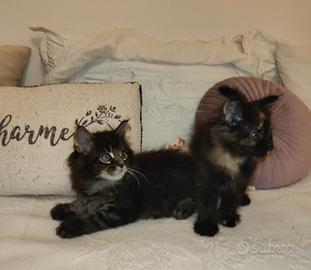 Maine Coon cuccioli 