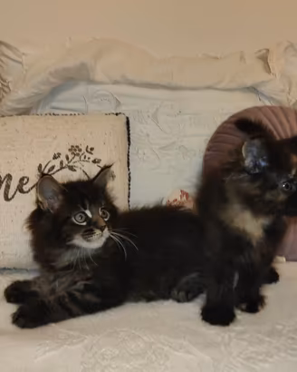 Maine Coon cuccioli 