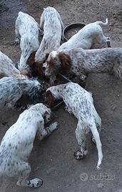 Setter inglese