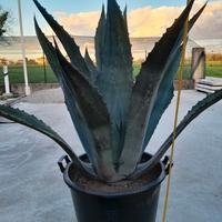 piante agave 