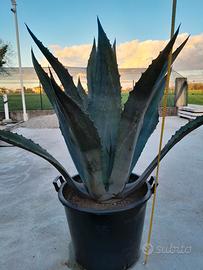 piante agave 