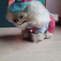 Vintage peluche cane elettronico meccanico