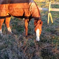Cavalla (cavallo del Ventasso)
