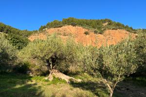 Terreno agricolo con uliveto - caltavuro
