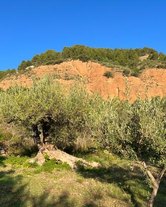 Terreno agricolo con uliveto - caltavuro