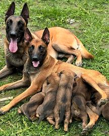 Malinois