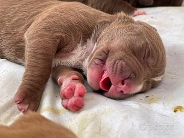 Cuccioli di Pitbull