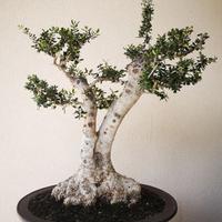 Bonsai olivastro