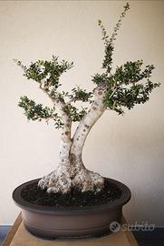 Bonsai olivastro