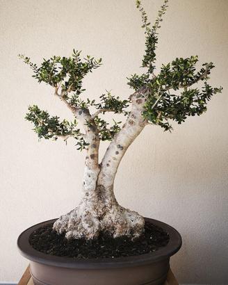 Bonsai olivastro