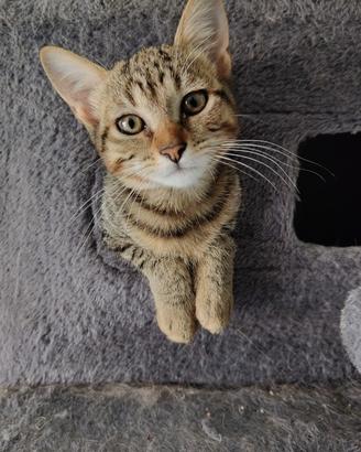 Gattina