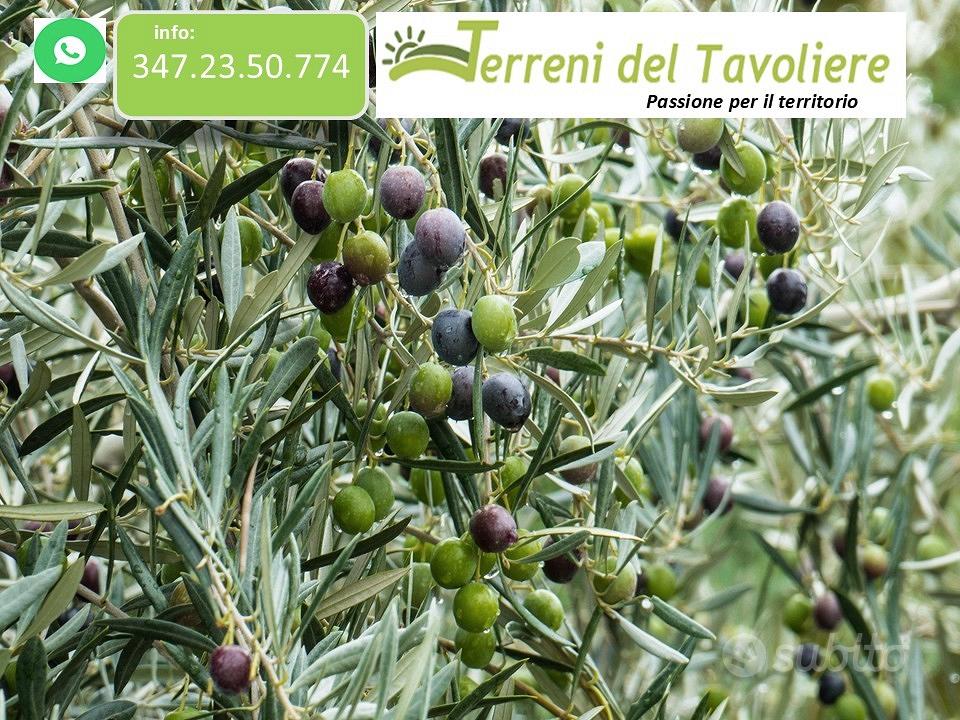 Uliveto di 2,5 Ettari San Severo - Vista 4