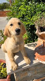 Cuccioli Di Golden Retriever 