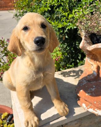 Cuccioli Di Golden Retriever 