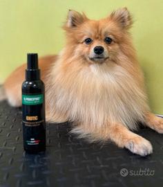 Spitz tedesco
