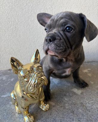 Bulldog Francese 75 giorni a Viterbo