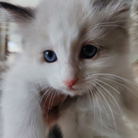 Cucciolo Ragdoll dal manto Bicolor, nato il 2/09