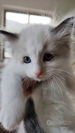 Cucciolo Ragdoll dal manto Bicolor, nato il 2/09