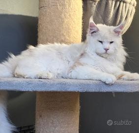 Maine coon
