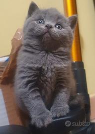 British shorthair