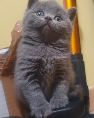 British shorthair