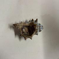 Conchiglia in ceramica