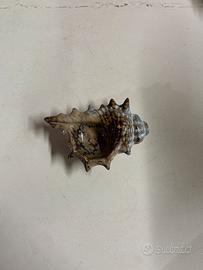 Conchiglia in ceramica