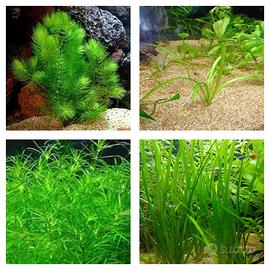 Caridine Davidi Wild+piante San Giuliano Milanese