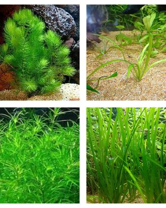 Caridine Davidi Wild+piante San Giuliano Milanese