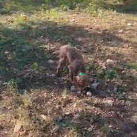 Cucciolo bracco Lagotto