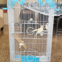 Gabbia con canarini o cocorite