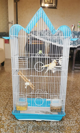 Gabbia con canarini o cocorite