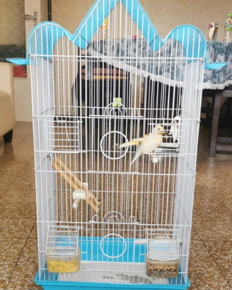 Gabbia con canarini o cocorite