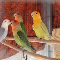 Inseparabili Roseicollis