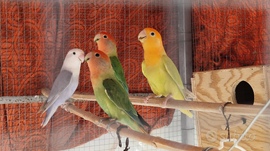 Inseparabili Roseicollis