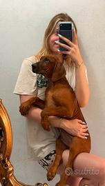 Cuccioli di Rhodesian Ridgeback 