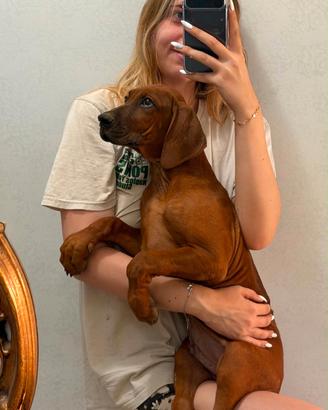 Cuccioli di Rhodesian Ridgeback 