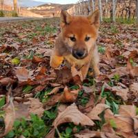 Cucciolo maschio di Shiba Inu con pedigree ENCI