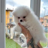 Spitz nano di Pomerania bianco cuccioli
