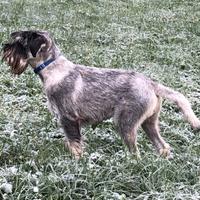 Schnauzer medio disponibile per accoppiamento