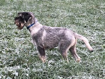 Schnauzer medio disponibile per accoppiamento