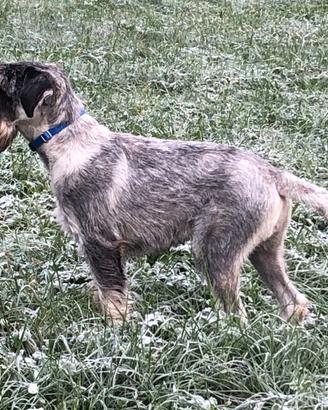 Schnauzer medio disponibile per accoppiamento