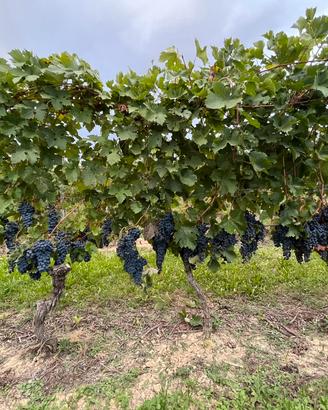 Vigneti