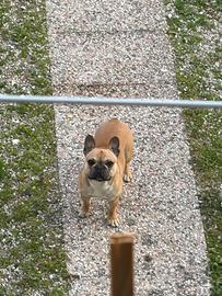 Bulldog francese